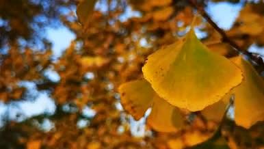 近景高清实拍秋天泛黄的银杏叶视频的预览图